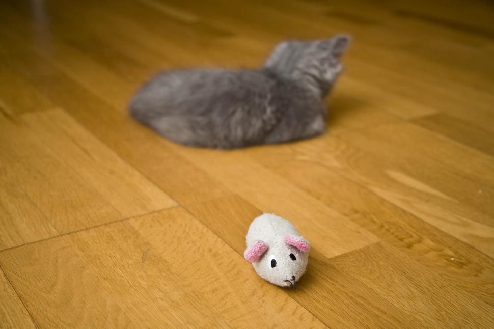 Free Image of Cat and Rat 