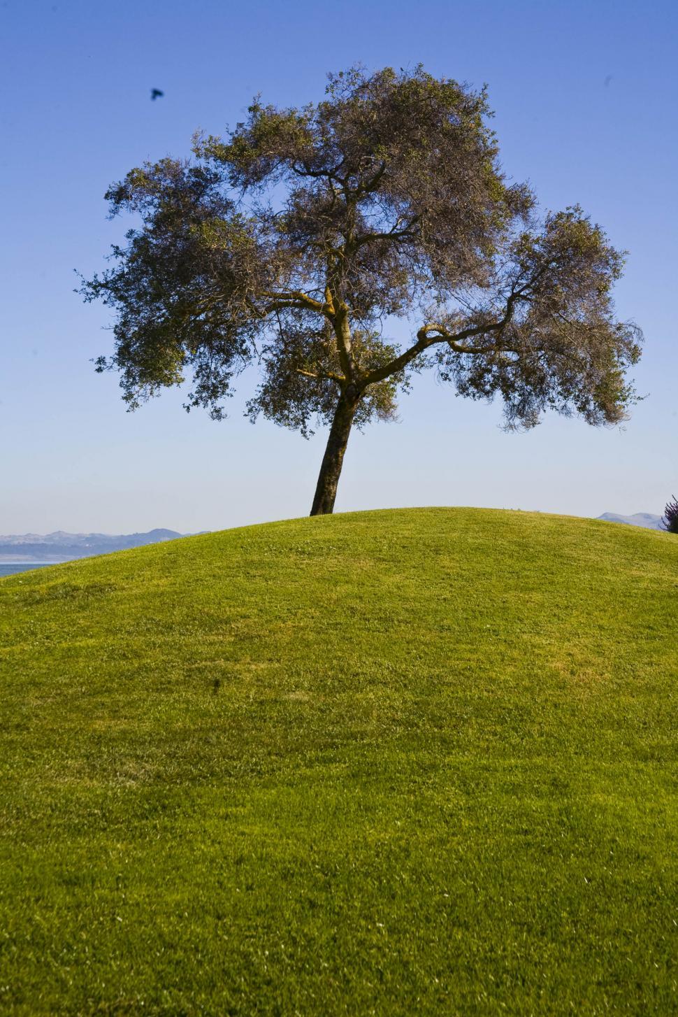 Free Image of Scenic Tree 