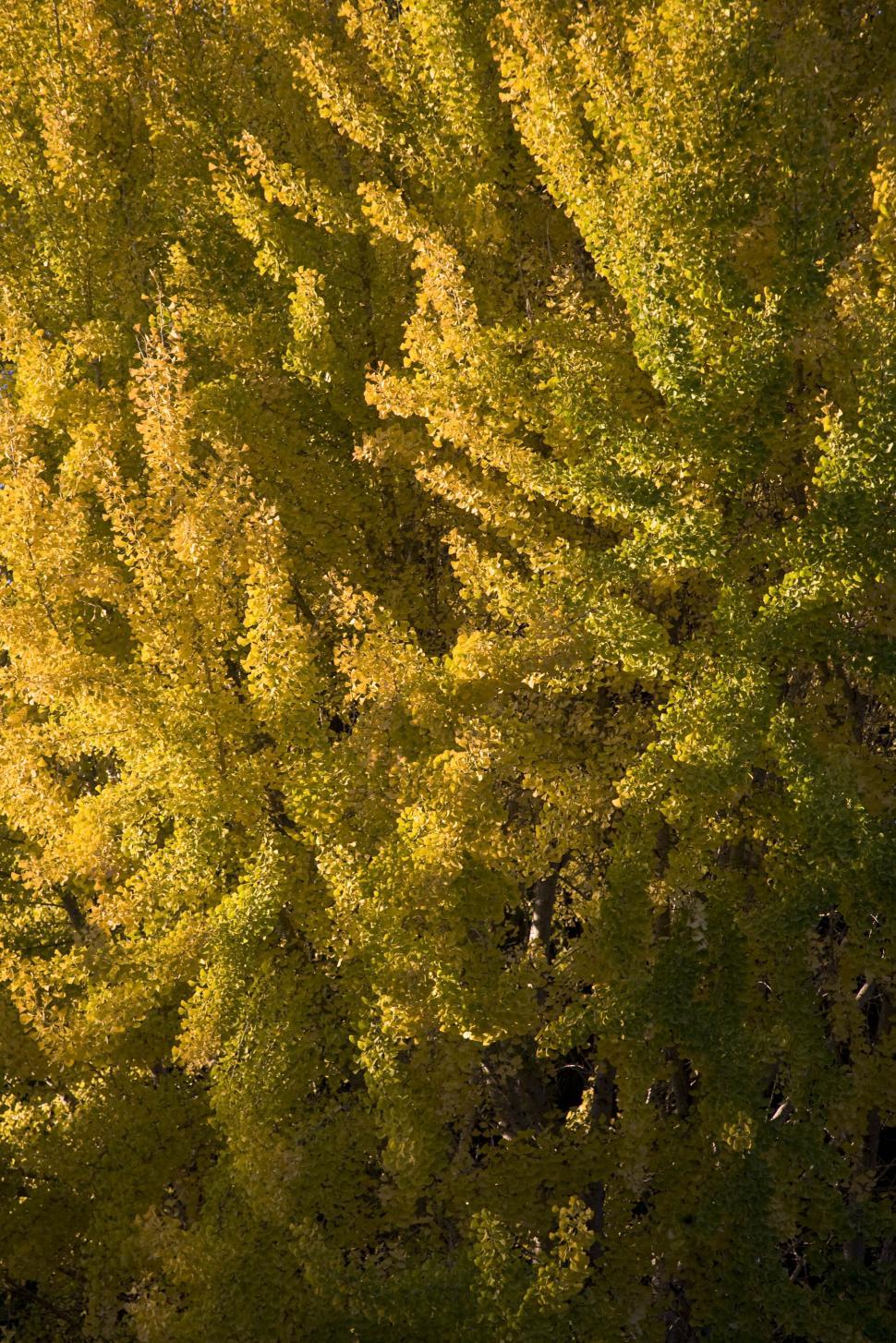 Free Image of Leaves turning 