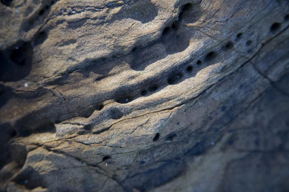 Free Image of Drift Wood 