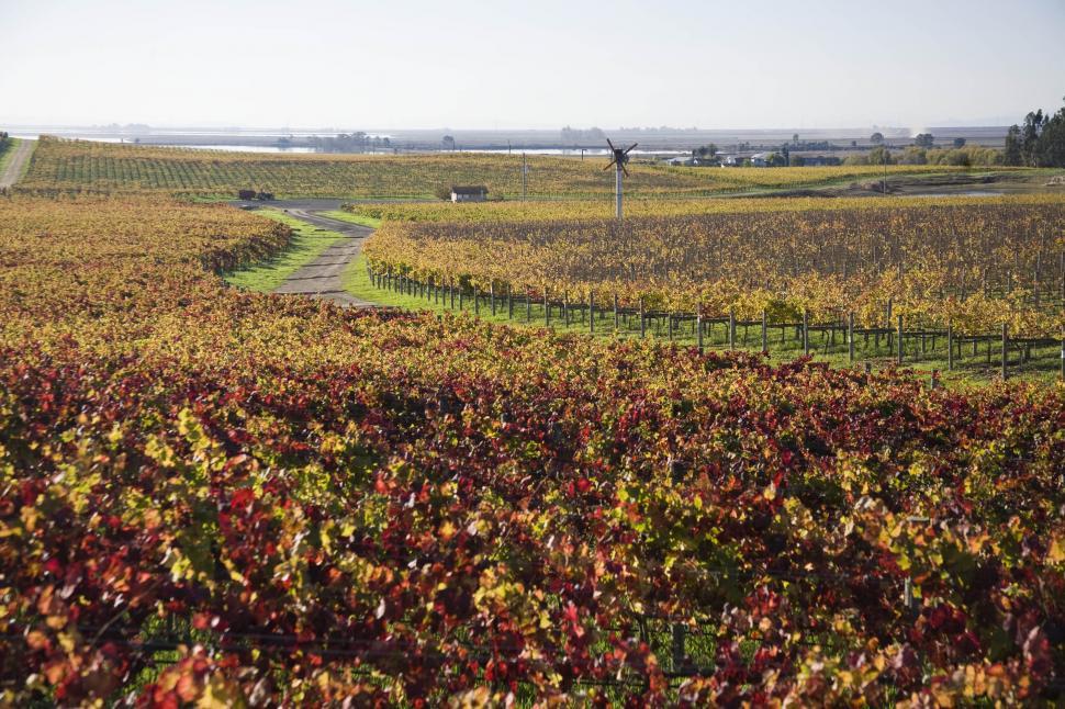 Free Image of Vineyard road 