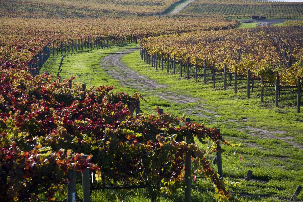 Free Image of Vineyard rows 