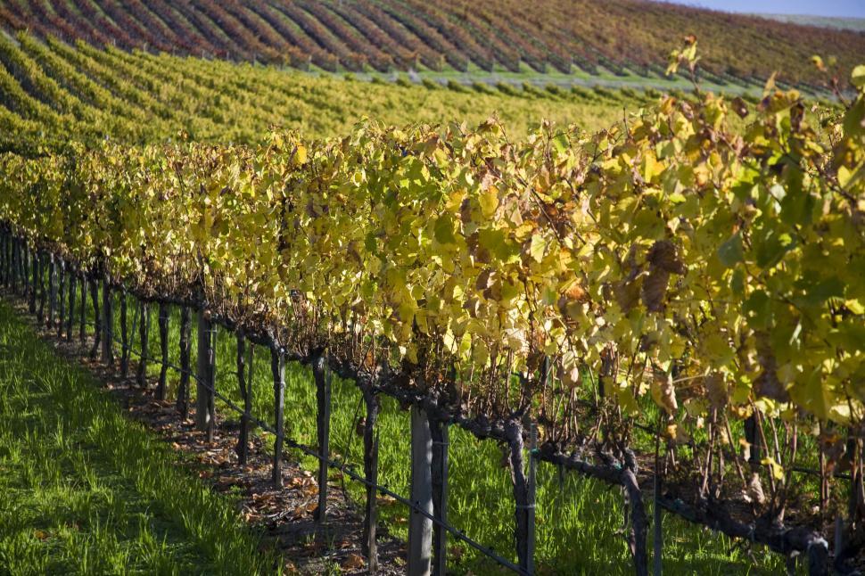 Free Image of Vineyard 