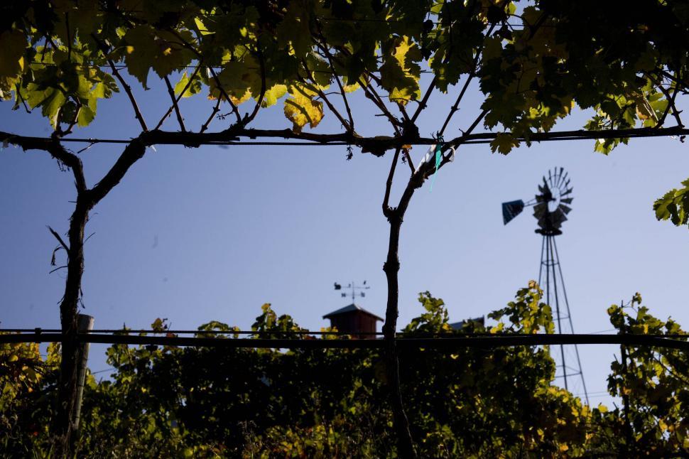 Free Image of Vineyard 