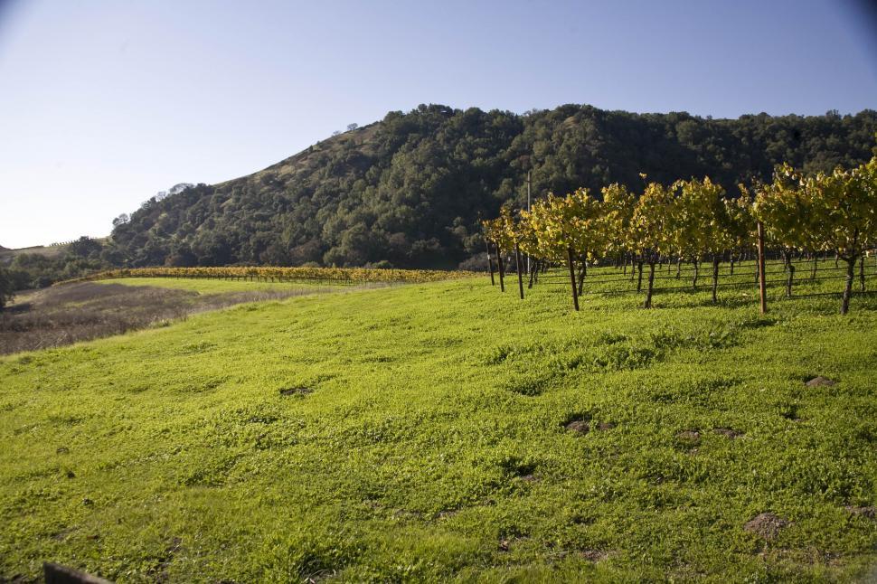 Free Image of Vineyard 