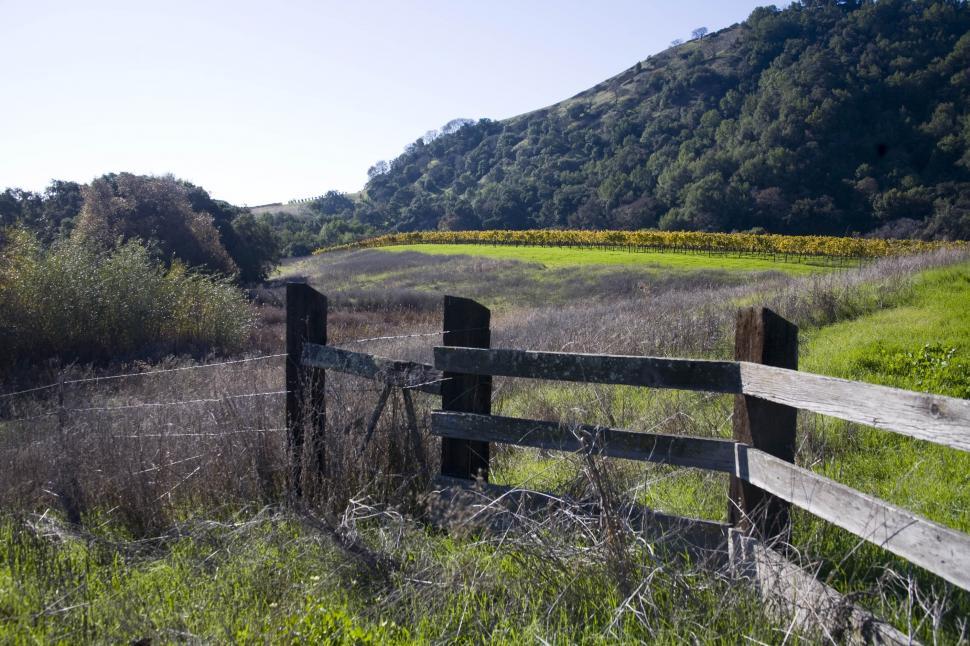 Free Image of Vineyard 