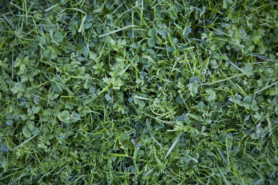 Free Image of Green grass 