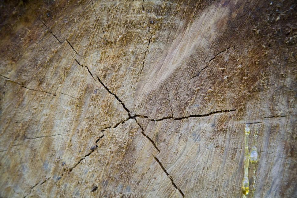 Free Image of Stump 