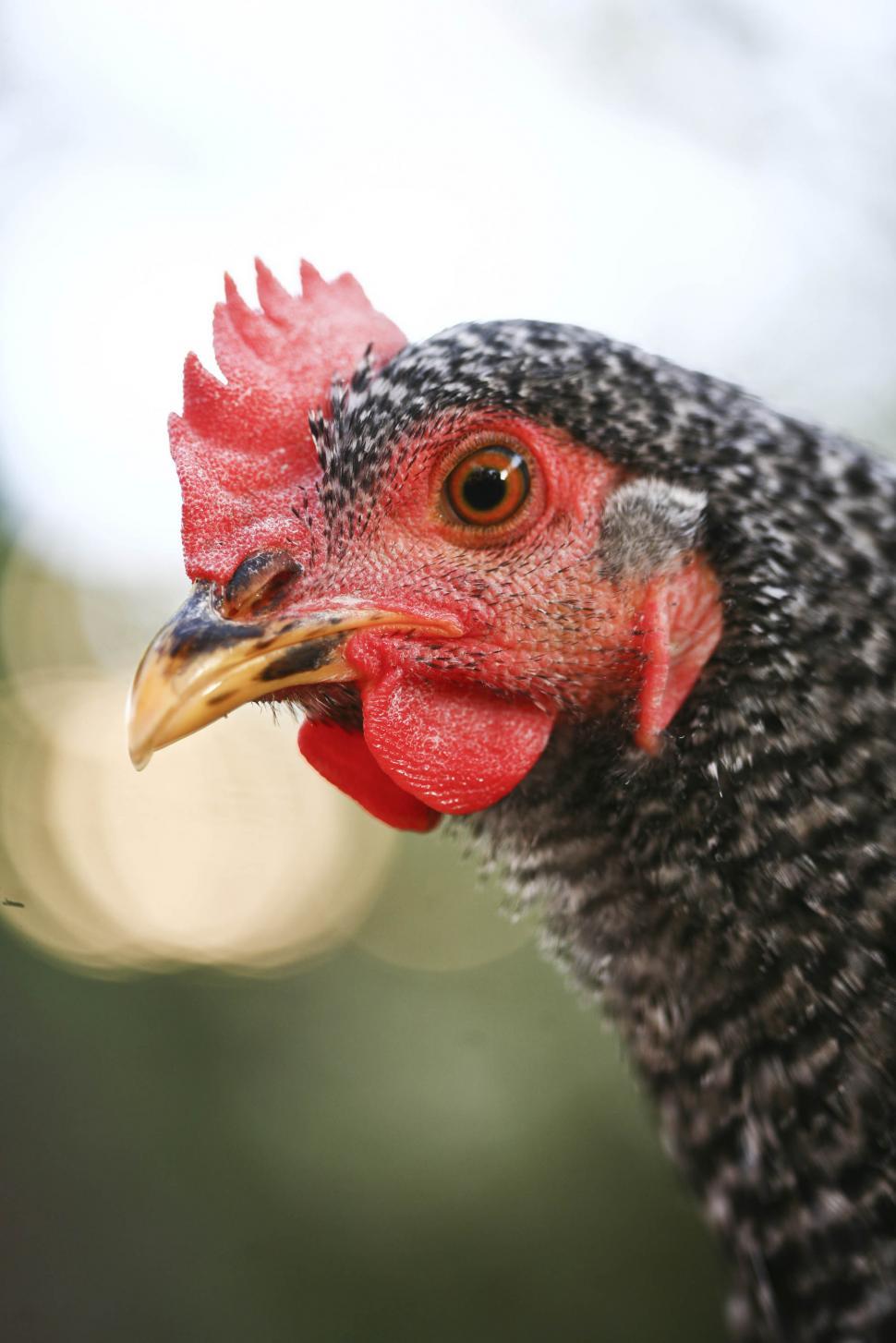 Free Image of black chicken 