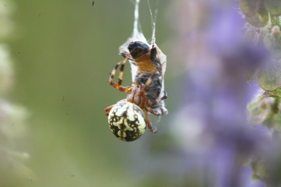 Free Image of predator spider 