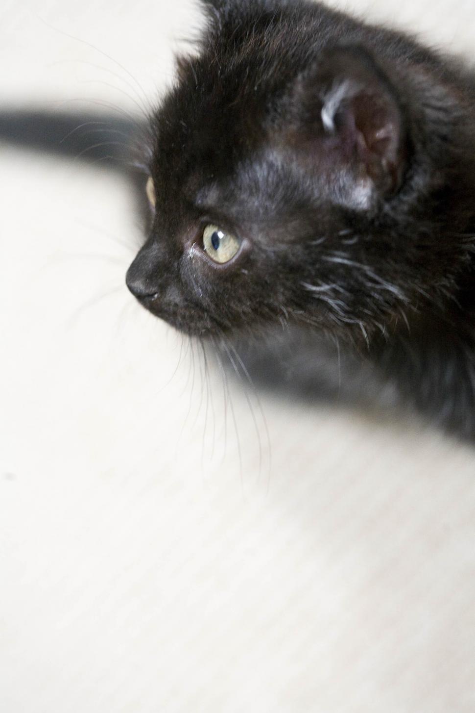 Free Image of black cat 
