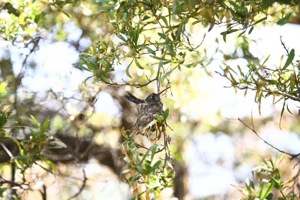 Free Image of Hummingbird nest 
