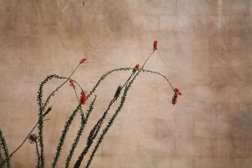 Free Image of Ocitillo blooms 
