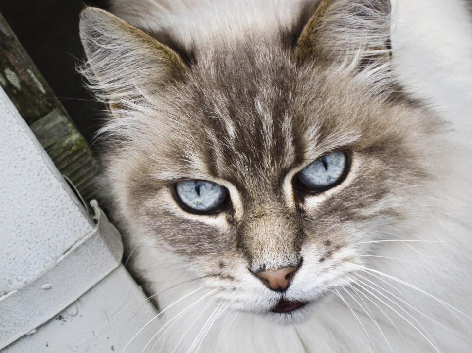 Free Image of White cat 