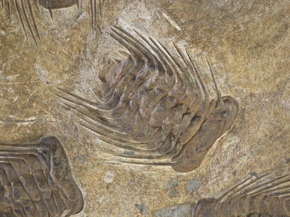 Free Image of fossils 