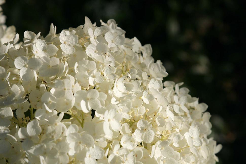 Free Image of Cluster of white flowers 