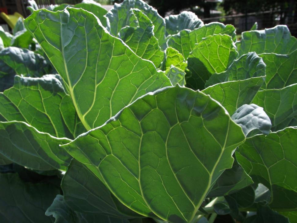 Free Image of Brussel Sprout Plant Leaves 