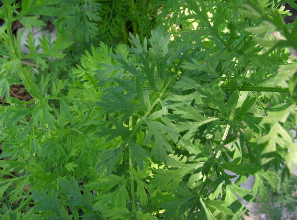 Free Image of Carrot plant stems up close 