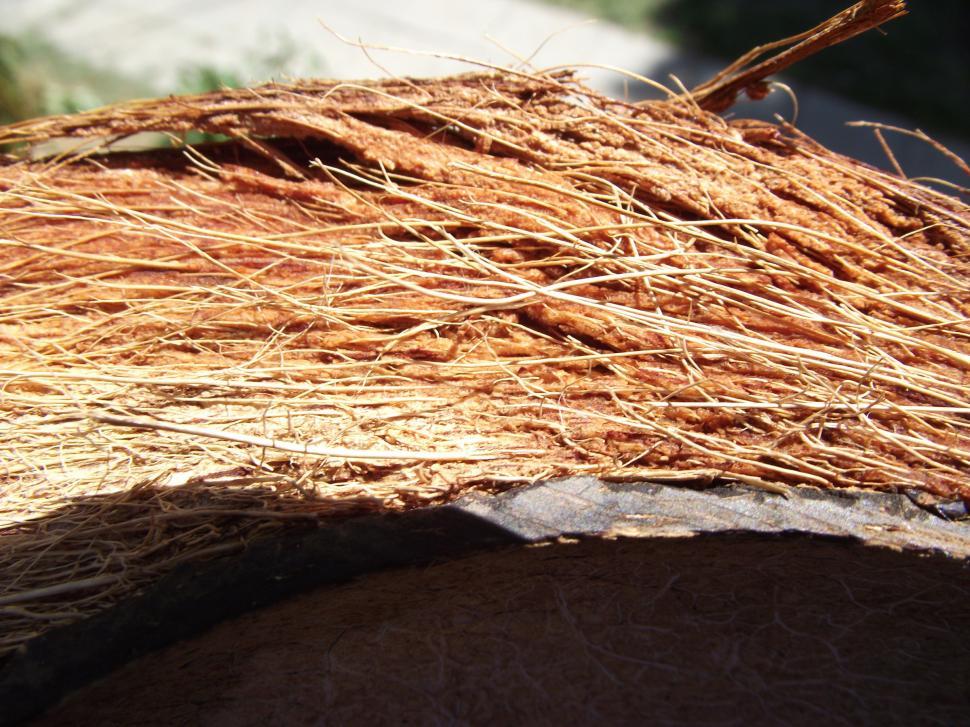 Free Image of Coconut hairs close up 