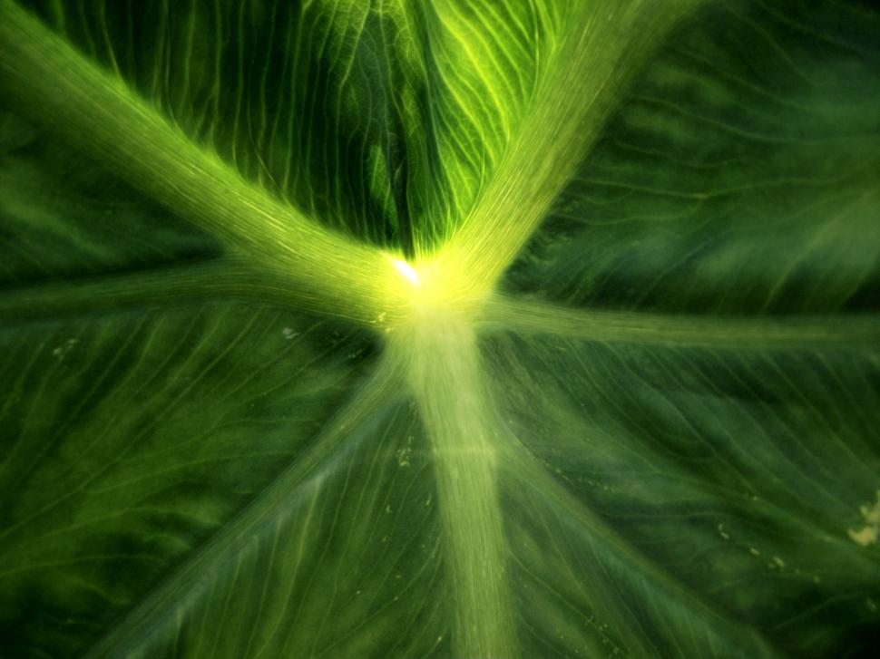 Free Image of Elephant ear plant leaves close up 