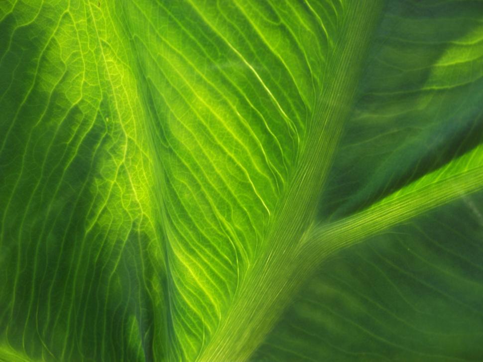 Free Image of Elephant ear plant leaves close up 