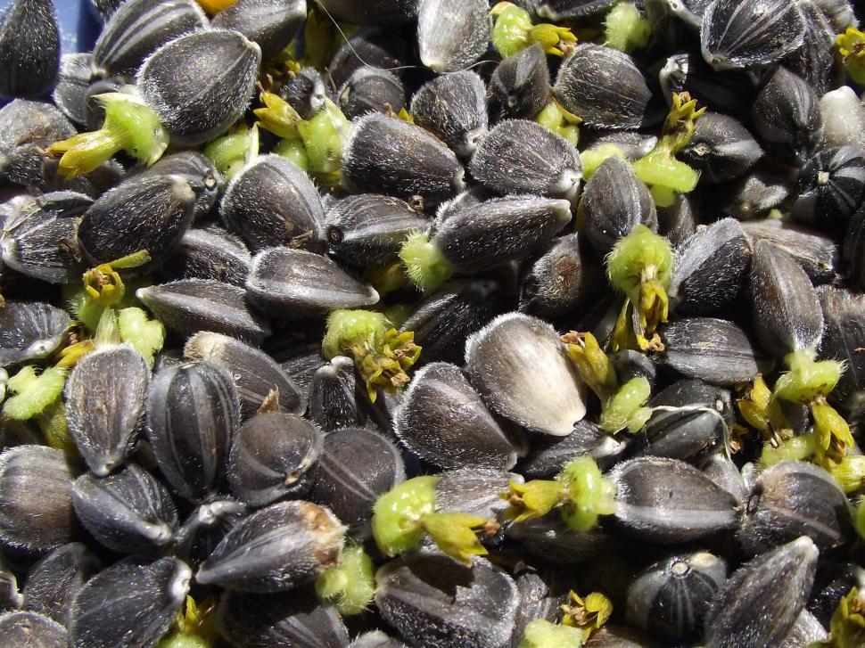 Free Image of Fresh sunflower seeds close up 
