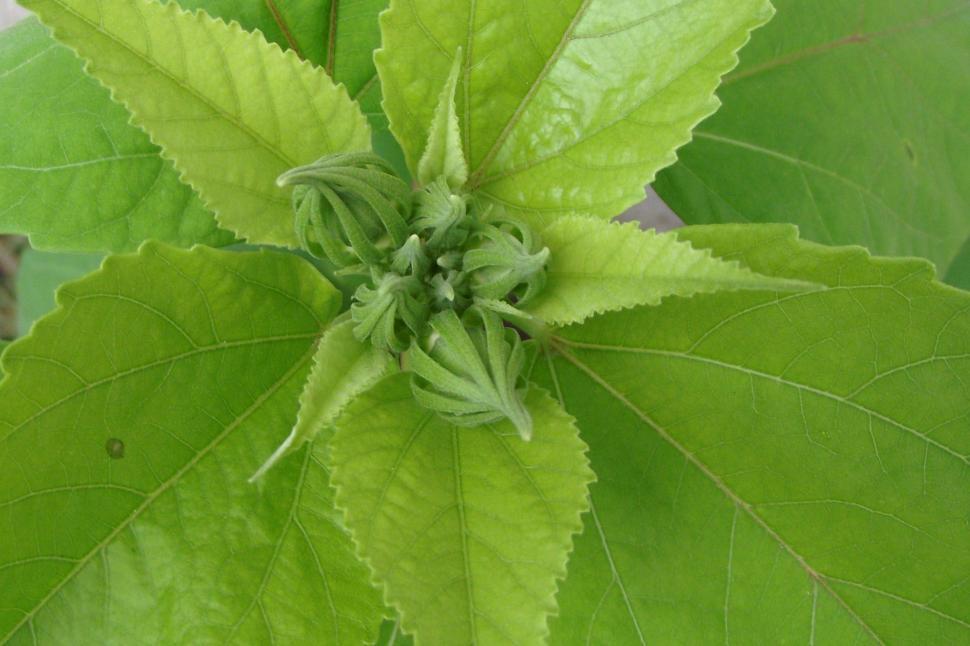 Free Image of Hibiscus plant flower buds 