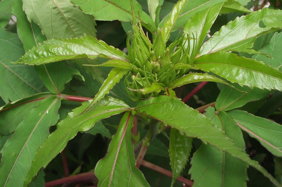 Free Image of Hibiscus plant flower buds 