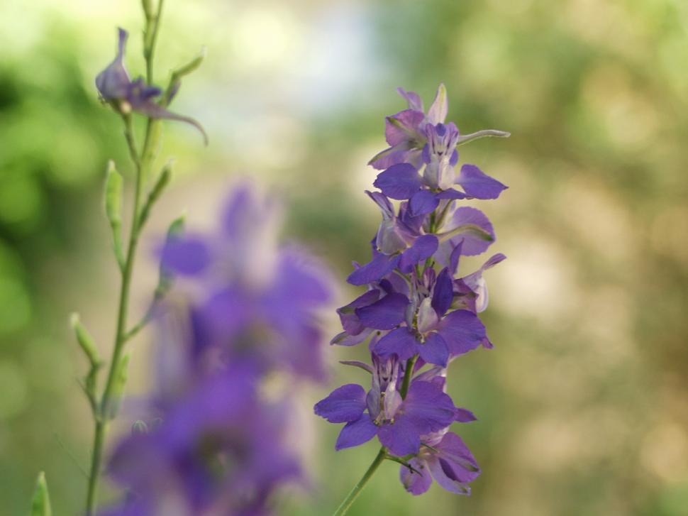 Free Image of Lupins 
