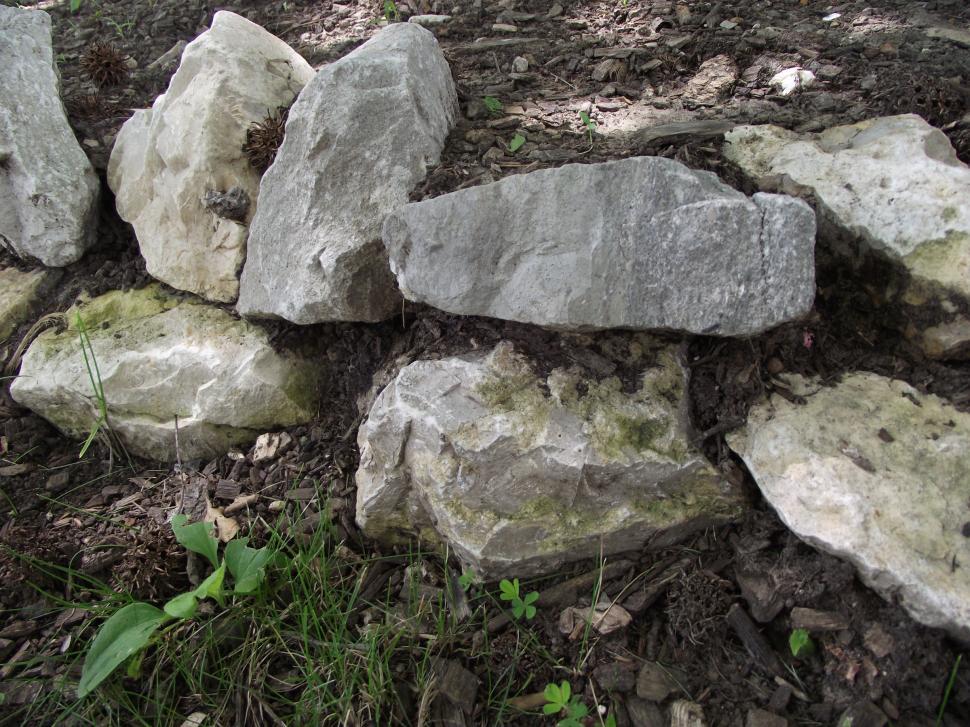 Free Image of Moss and algae on swamp rocks 