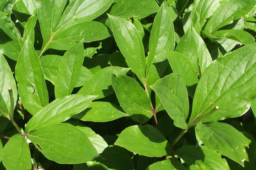 Free Image of Peony plant leaves 
