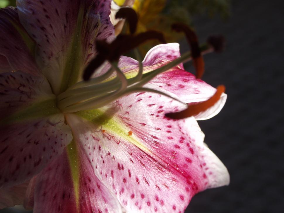 Free Image of Beauty 