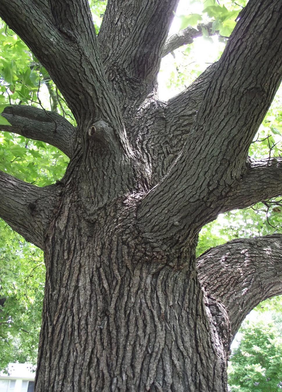 Free Image of Sweet gumball tree trunk and branches 