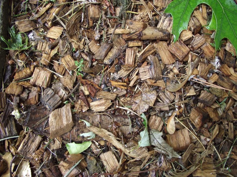 Free Image of Wet pine wood chips 