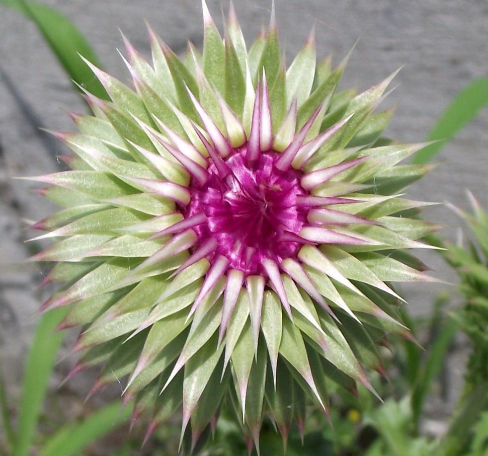 Free Image of Wildflower growing along the roadside 