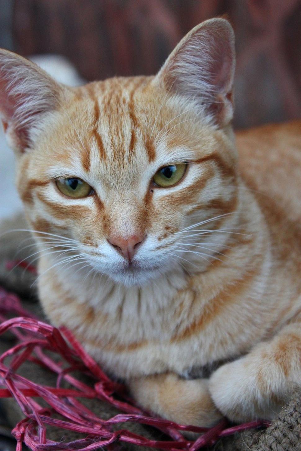 Free Image of Cat Laying Down on Blanket 