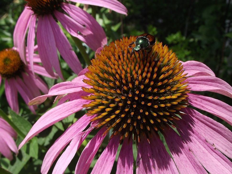 Free Image of Japanese Beetle on Purple Cone flower 