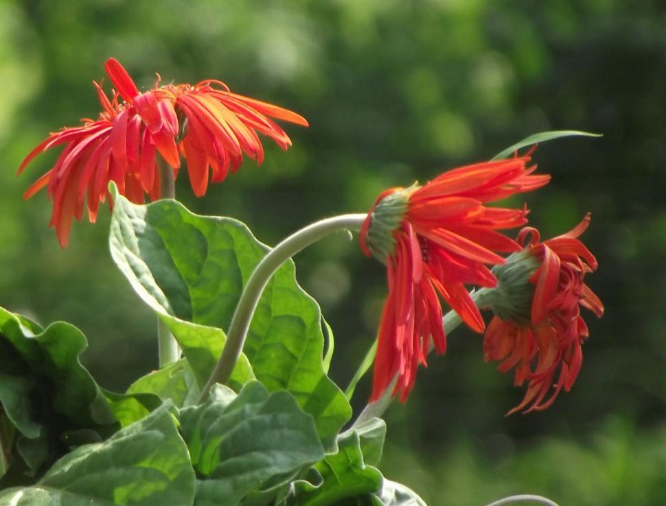 Free Image of Red gerber daisy flowers 
