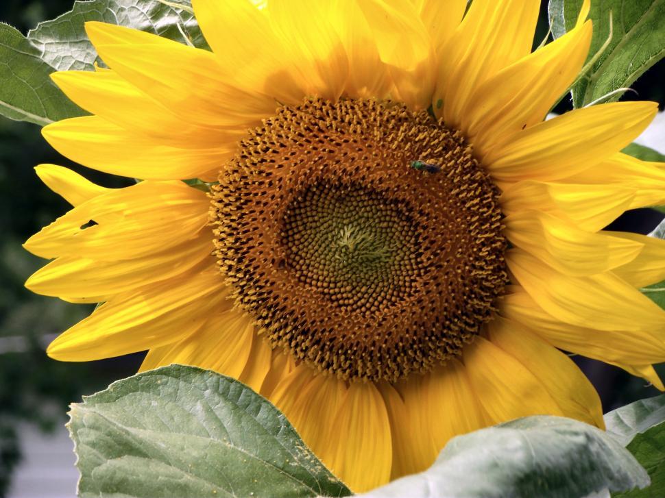 Free Image of Yellow sunflower plant with flower and pollen and a blue bee 