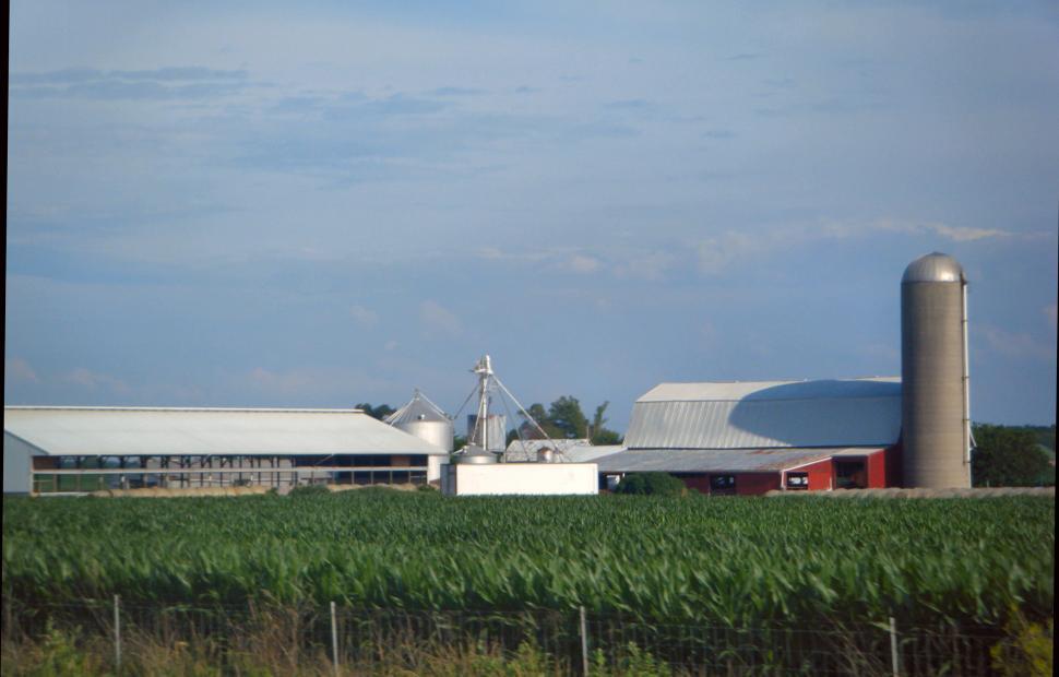 Free Image of Dairy farm with cows, silos, corn fields, barns, sheds, and farmhouse 