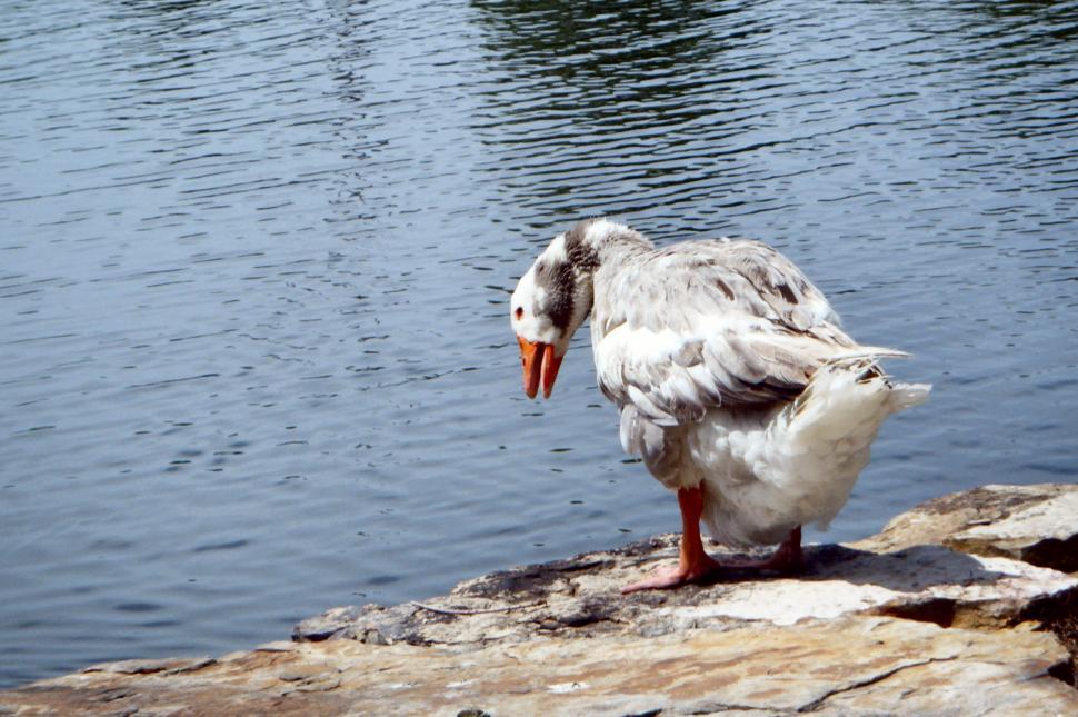 Free Image of Very large goose / swan on the side of a pond 