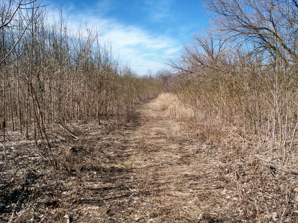 Free Image of Dirt roadway pathway path road through the woods 2 