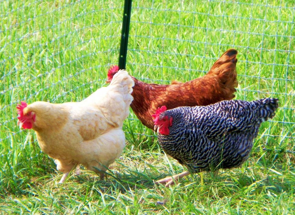 Free Image of Three chickens in a fenced field 