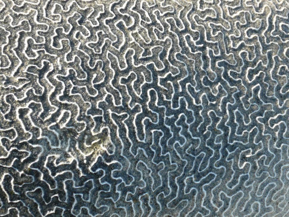 Free Image of Brain Coral 