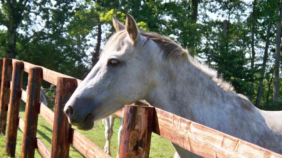 Free Image of Horse Head 