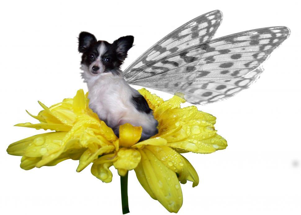 Free Image of Papillon Fairy on a marigold blossom 