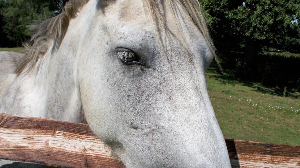 Free Image of Horse Eye 