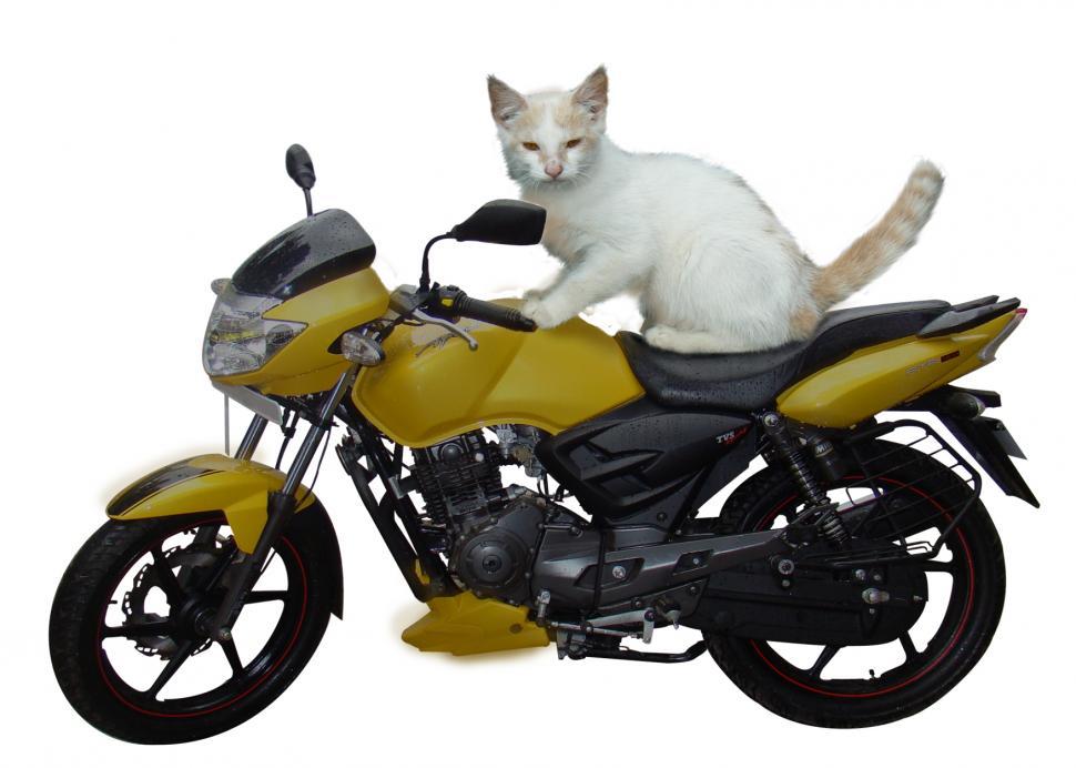 Free Image of Biker Cat 