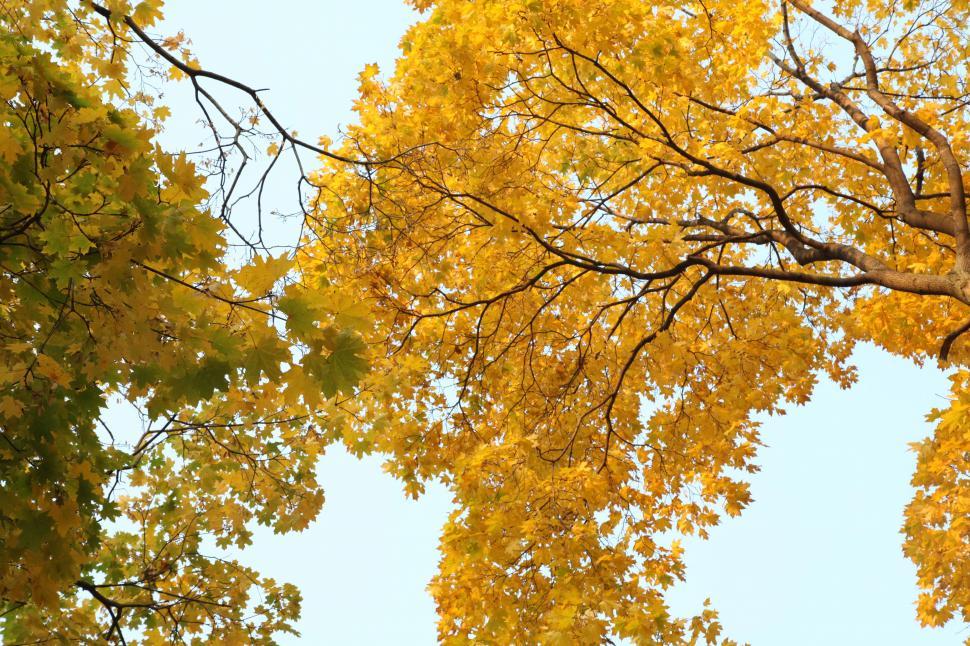 Free Image of Autumn in Moscow 