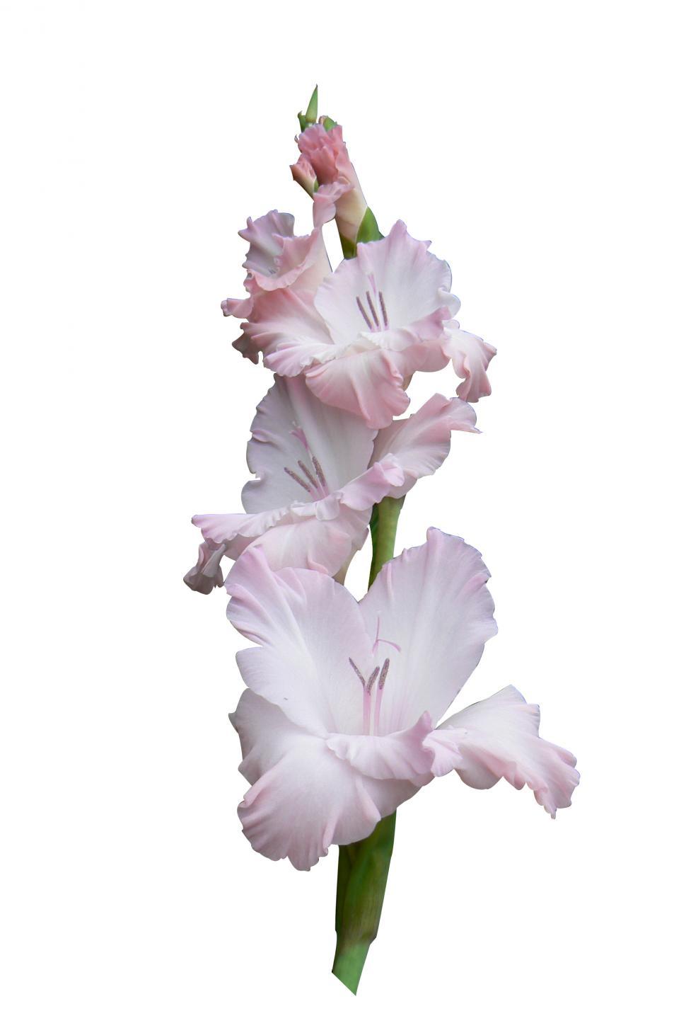 Free Image of :Pink Gladiola 